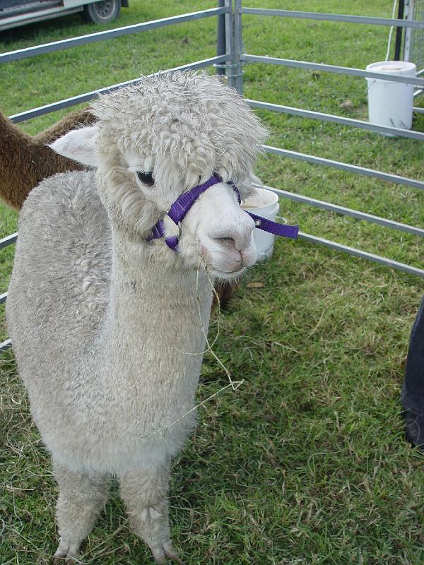 Ghinni-alpacas 024.jpg